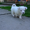 Veterinary medicine Jelgava