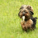 Veterinary medicine Jelgava