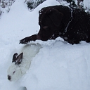 Veterinary medicine Jelgava