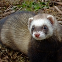 Veterinary medicine Jelgava