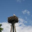 The Stork of Grasu pils