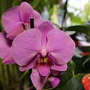 Flowers, flower delivery, flowers, Smiltene