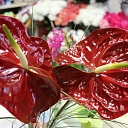 Flowers, flower trade, flower bouquets, Smiltene