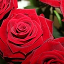 Flowers, flowers, flower shop, Smiltene