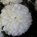 Flowers, flowers, flower shop, Smiltene