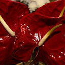 Flowers, flowers, flower shop, Smiltene