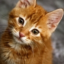 Veterinārija Jelgava