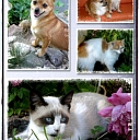 Veterinary medicines in Rezekne