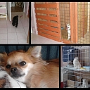 Keeping animals in Rezekne