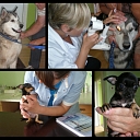 Animal care in Rezekne
