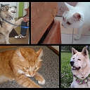 Хорошо оборудованный отель для животных в Резекне