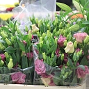 Flowers for room decoration in Jurmala