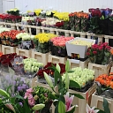 Flower base in Jurmala