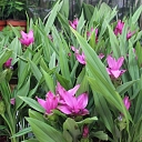Flower trade in Jūrmala