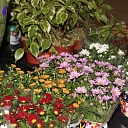 Flowers in pots in Pardaugava