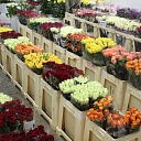 Flower base in Bolderāja