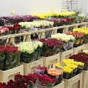 Wholesale of flowers on Stūrmaņu street in Riga