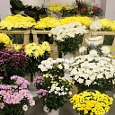 Flower wholesale in Riga