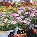 Flower delivery to addressee