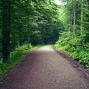 Услуги лесовозов