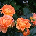 Rose seedlings for gardens