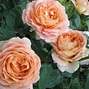 Коллекция роз в Риге