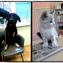 Animal care and care in Rezekne