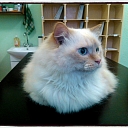 Ветеринарная клиника в Резекне