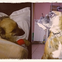 Ветврач в Резекне