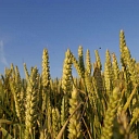 Зерноводство, пшеница, рожь, рапс, рожь, овес, зерна, выращивание, торговля