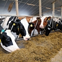 Livestock breeding. Young cattle, calves, animals, cattle breeding, herd. Milk collection, milk