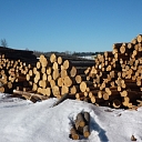 Пиловочники