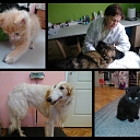 Dzīvnieku viesnīca Rēzeknē