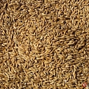 Graudkopība, kvieši, mieži, rapsis, rudzi, auzas, graudi, audzēšana, tirdzniecība