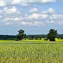 Graudkopība, kvieši, mieži, rapsis, rudzi, auzas, graudi, audzēšana, tirdzniecība