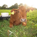 Rural tourism summer