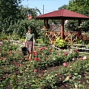 Rose plant nursery