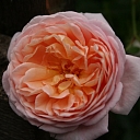 English roses