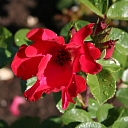 Rose seedlings