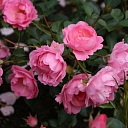 Rose plants