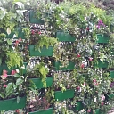 Dekoratīvie zaļo sienu režģi