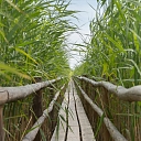 Kaņiera lake footbridge cane