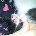 Veterinary medicine Jelgava