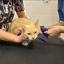 Veterinary medicine Jelgava