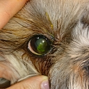 Veterinary medicine Jelgava