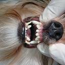 Veterinary medicine Jelgava