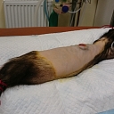 Veterinary medicine Jelgava