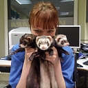 Veterinary medicine Jelgava