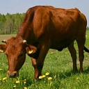 Red-brown cows, livestock breeding