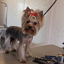 Dog hair salon in Liepaja